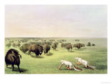 Hunting Buffalo Camouflaged with Wolf Skins, circa 1832 reproduction procédé giclée par George Catlin