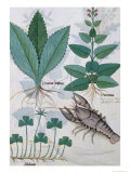 Illustration from the "Book of Simple Medicines" by Mattheaus Platearius circa 1470 Giclee Print by Robinet Testard