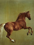 Whistlejacket, 1762 Giclee Print by George Stubbs
