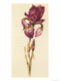 Iris, from "La Guirlande de Julie", circa 1642 Giclee Print by Nicolas Robert