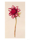 Anemone, from "La Guirlande de Julie", circa 1642 Giclee Print by Nicolas Robert