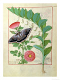 Rose and Polygonatum Illustration from The Book of Simple Medicines by Mattheaus Platearius c. 1470 Giclee Print by Robinet Testard