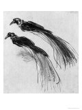 Birds Giclee Print by Rembrandt van Rijn 