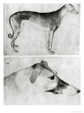 Greyhound and Head of a Greyhound Giclée-tryk af Antonio Pisani Pisanello Greyhound and Head of a Greyhound Giclée-tryk af Antonio Pisani Pisanello
