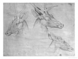 Two Heads of Stags, One Head of a Doe Giclee Print by Antonio Pisani Pisanello Two Heads of Stags, One Head of a Doe Giclee Print by Antonio Pisani Pisanello