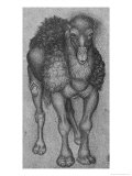 Dromedary Giclee Print by Antonio Pisani Pisanello
