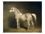 Beatrice, the White Arab Saddlehorse of Helmuth Graf Von Moltke, 1855 Giclee Print by Carl Constantin Steffeck