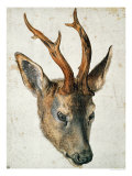 Head of a Roe Deer Giclee Print by Albrecht Dürer