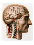 The Brain, Plate from "Traite Complet de L'Anatomie de L'Homme"  1866-67 Reproduction procédé giclée par Nicolas Henri Jacob