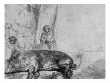 The Sow, 1643 Giclee Print by Rembrandt van Rijn 