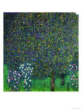 Roses Under the Trees, circa 1905 Reproduction procédé giclée par Gustav Klimt