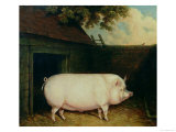 A Pig in Its Sty Giclee Print by E.m. Fox