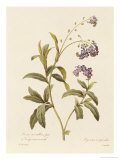 Forget-Me-Not Giclee Print by Pierre-Joseph Redouté Forget-Me-Not Giclee Print by Pierre-Joseph Redouté