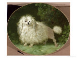 Portrait of a Poodle Giclee-trykk av Jean Jacques Bachelier