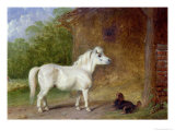 A Shetland Pony and a King Charles Spaniel Giclee Print by Martin Theodore Ward