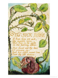 The Sick Rose, from Songs of Innocence reproduction procédé giclée par William Blake