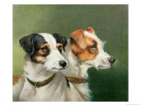 Two Fox Terriers, 1898 Giclee Print by Alfred Wheeler