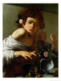 Boy Bitten by a Lizard, circa 1592-3 reproduction procédé giclée par Caravaggio 