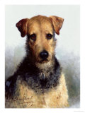 Wire Fox Terrier, 1933 reproduction procédé giclée par Lilian Cheviot