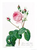 Rosa Centifolia Bullata Giclee Print by Pierre-Joseph Redouté