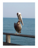 Sitting On The Pier Photographie par Joshua G Johnson
