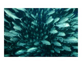 Fish in the Ocean, Cocos Island, Costa Rica Photographie par Ofer Ketter