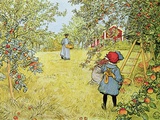 The Apple Harvest Giclee Print by Carl Larsson