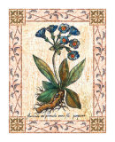 Blue Primrose Poster by Walter Robertson