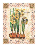 Provincial Narcissus Print by Walter Robertson