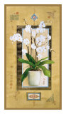 Phalaenopsis I Print by Nahid Ghodsi Phalaenopsis I Print by Nahid Ghodsi