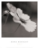 Cosmos I Stampe di Dana Buckley