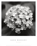 Hydrangea Prints by Dana Buckley Hydrangea Prints by Dana Buckley