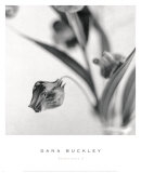 Sandersonia I Posters av Dana Buckley