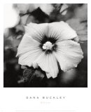 Hibiscus Poster by Dana Buckley