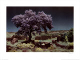 Wisteria Tree Posters by Evelyn Hammond