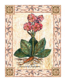 Pink Primrose Poster by Walter Robertson