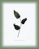 Feuille XIII Art par William Cahill