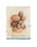 Eggs Prints by Julie Nightingale