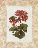 Fleur du Jour, Geranium Poster by Jerianne Van Dijk