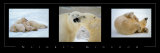 Nature's Kingdom, Polar Bears Posters