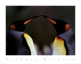King Penguins Pósters