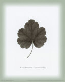 Feuille XII Posters par William Cahill
