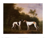 Two Greyhounds in a Landscape Posters by John Boultbee