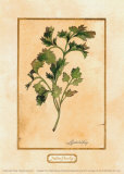 Italian Parsley Prints by Lucinda Foy