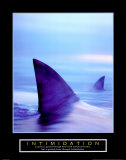 Intimidation: Sharks - Poster Intimidation: Sharks - Poster