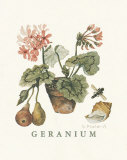 Geraniums Posters by Victoria Morland