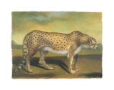 Cheetah Posters by Denise Crawford