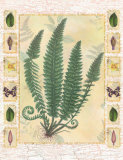 Schwertfarn Poster von Walter Robertson