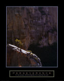 Perseverance: Lone Pinyon Tree Posters