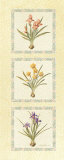 Bulbes de fleurs I Affiches par T. C. Chiu